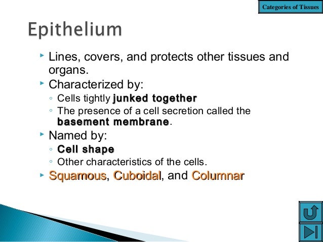 animal tissue ppt